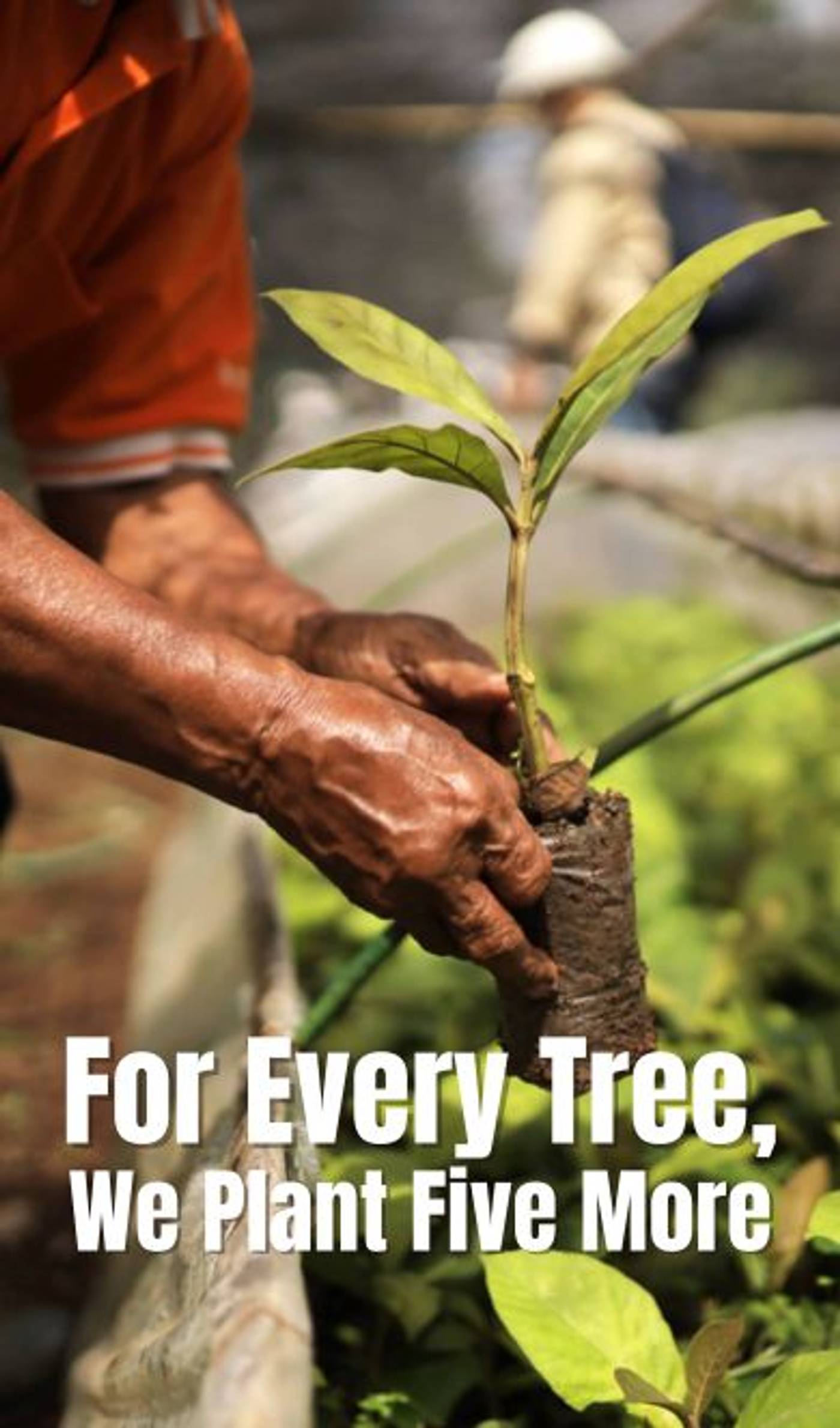 Our commitment to replenishing what we take ensures that the forests we rely on will thrive for future generations. 