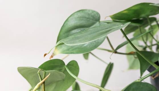 Philodendron Scandens House Plants By Leaf Envy