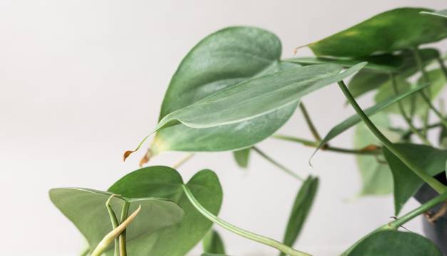 Philodendron Scandens House Plants By Leaf Envy
