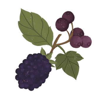 Berries