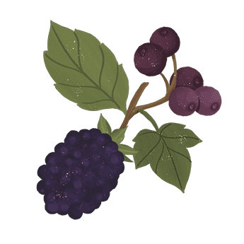 Berries