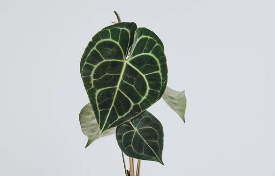 Anthurium Clarinervium Leaf Envy