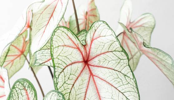 Caladium White Queen House Plants By Leaf Envy