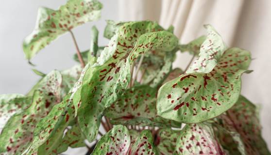 Caladium Miss Muffet Houseplants By Leaf Envy