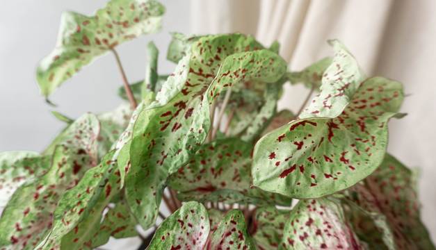 Caladium Miss Muffet Houseplants By Leaf Envy