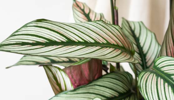 Calathea-Whitestar Houseplants By Leaf Envy