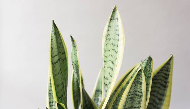 Snake Plant House Plants By Leaf Envy