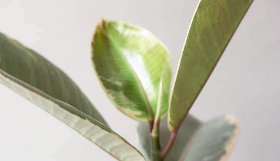 Rubber Plant Tineke House Plants By Leaf Envy