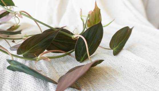 Philodendron Micans House Plants By Leaf Envy