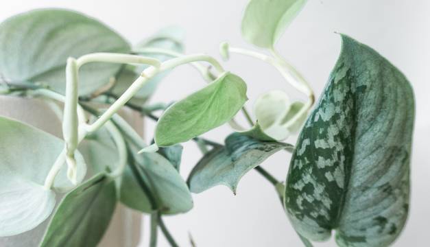 Silver Satin Pothos – We Are Plant Lovers