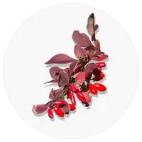 Berberine HCI