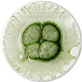 Green Tea Extract