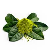 Green Tea Extract