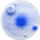 Probiotic Lysates