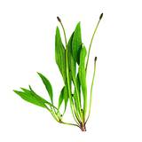 Tasmannia Lanceolata Extract