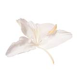 Butterfly Ginger Root