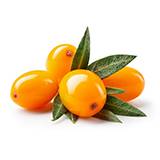 Sea Buckthorn Oil