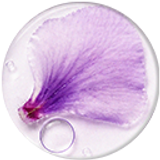 Allantoin