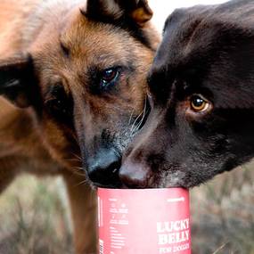 Alarm im Darm – Giardien beim Hund