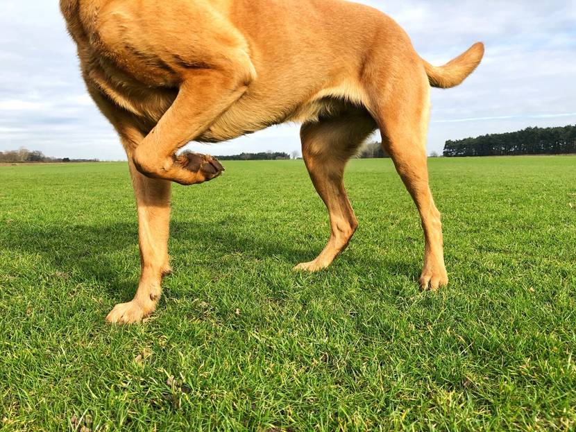 Hund hebt Pfoten an