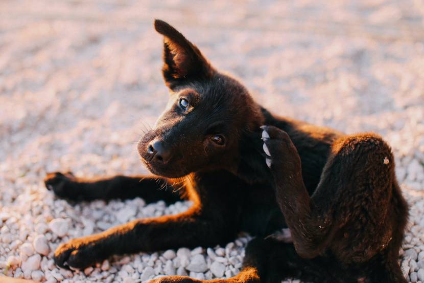 kleiner dunkler Hund kratzt sich wegen Schuppen