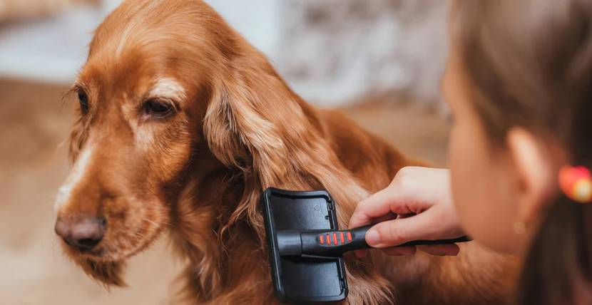 Hund wird ausgiebig gebürstet