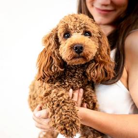 „Husten, wir haben ein Problem” – So hilft du, wenn dein Hund heiser klingt und die Nacht unruhig wird