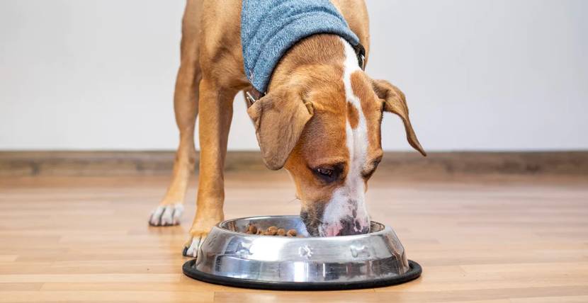 Hund frisst aus Napf