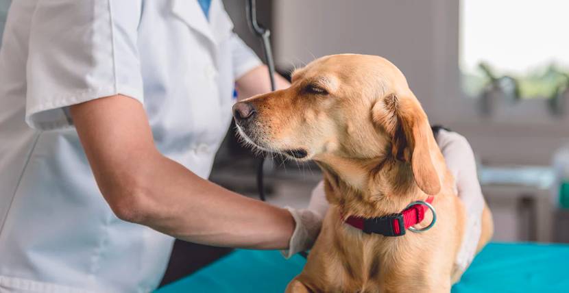 erschöpfter Hund wird vom Tierarzt untersucht