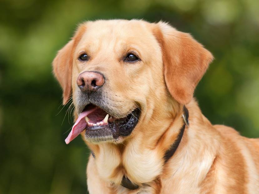 Hund mit aus dem Maul hängender Zungen