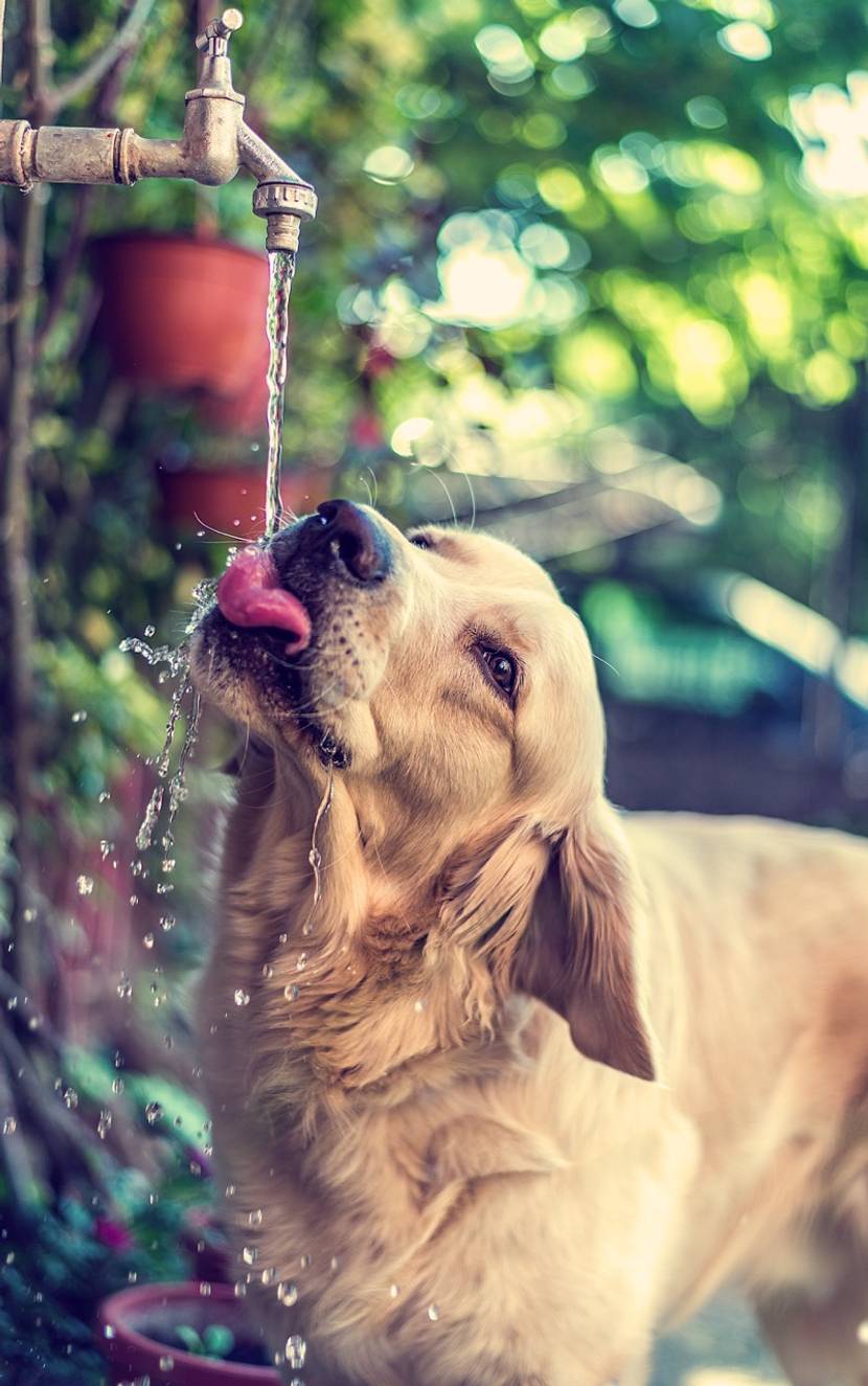 Hund trinkt im Garten