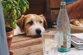Wieso trinkt mein Hund so viel? Infos & hilfreiche Tipps