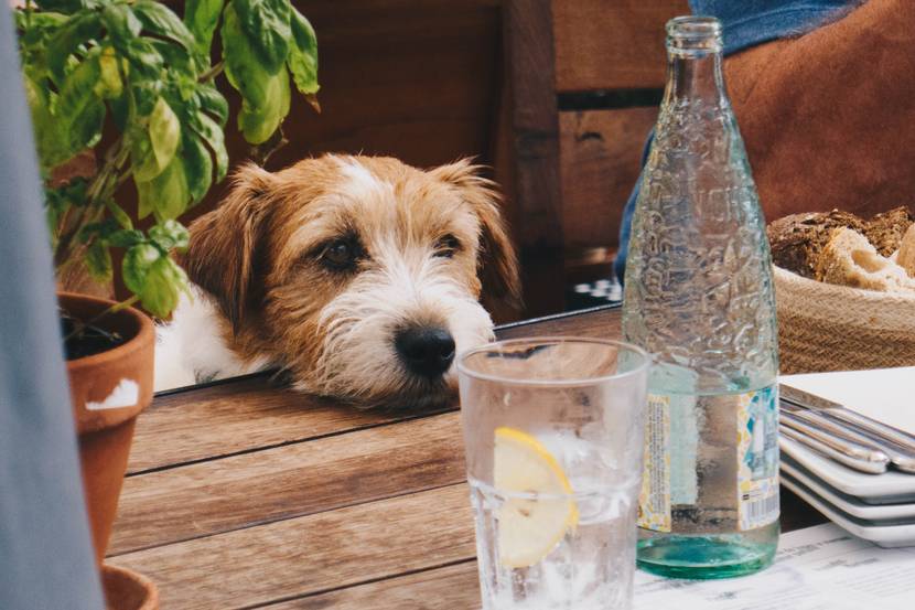 Hund schaut durstig auf Wasserflasche