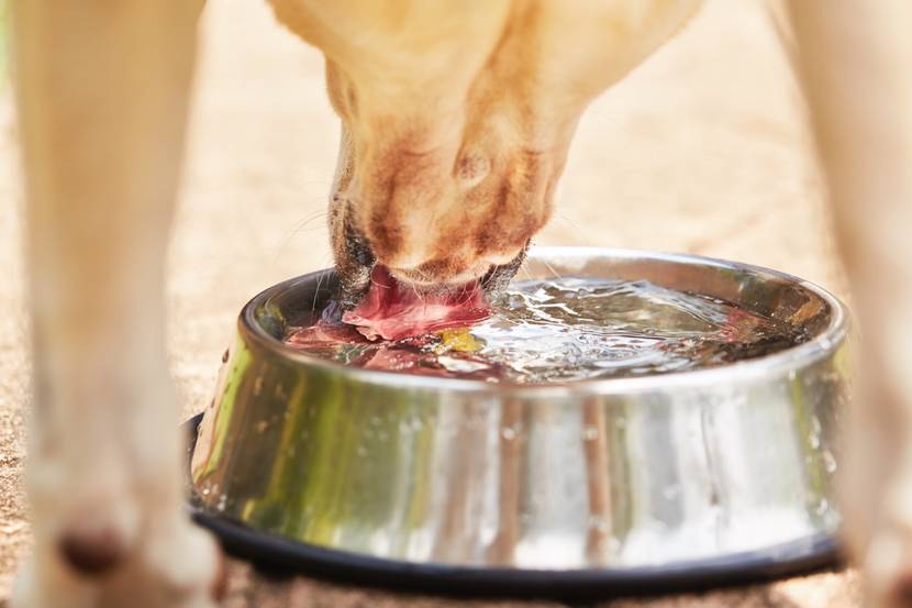 Hund trinkt aus vollem Wassernapf