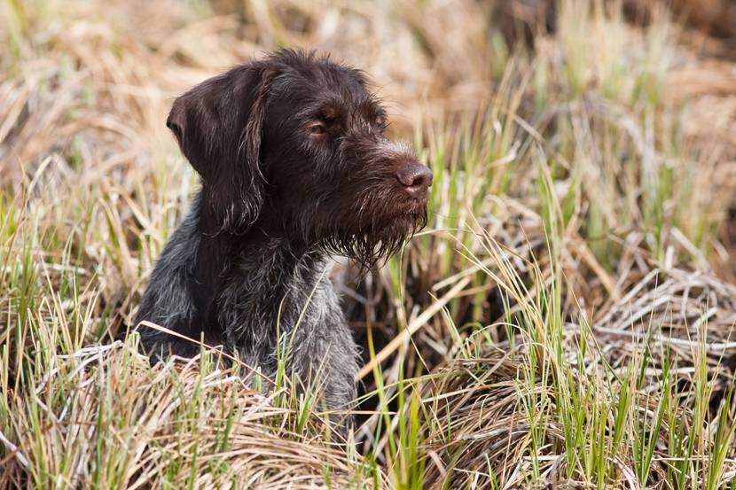 Hund liegt müde im Gras