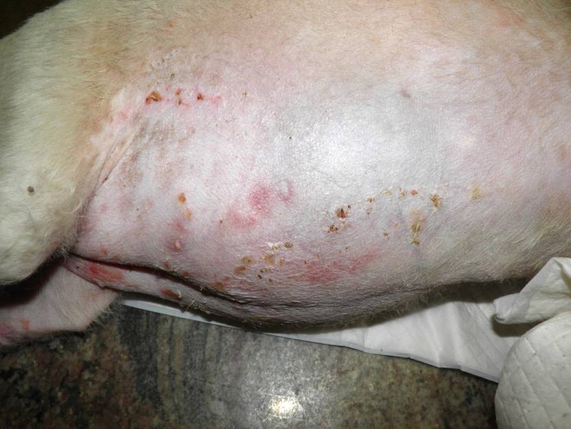 Cushing-Syndrom: Hängebauch, dünne Haut