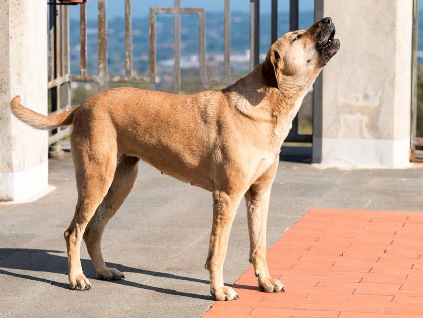 Hund steht im Raum und jault
