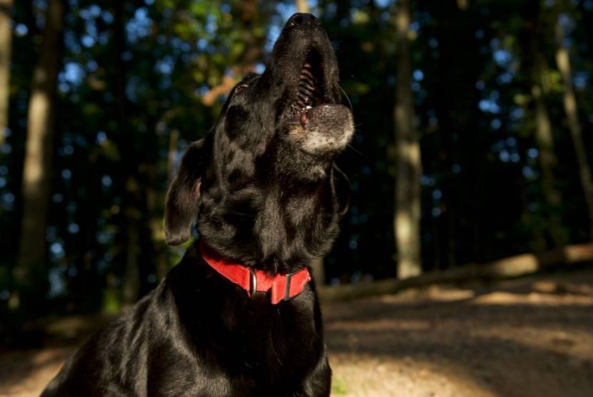 Hund jaulend