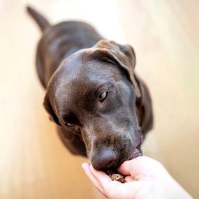 Hautpilze beim Hund - alles was du wissen musst