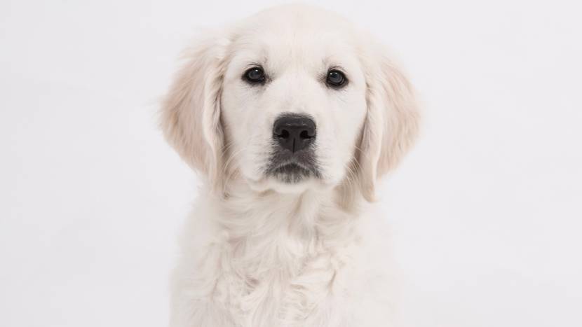 Hund weiß