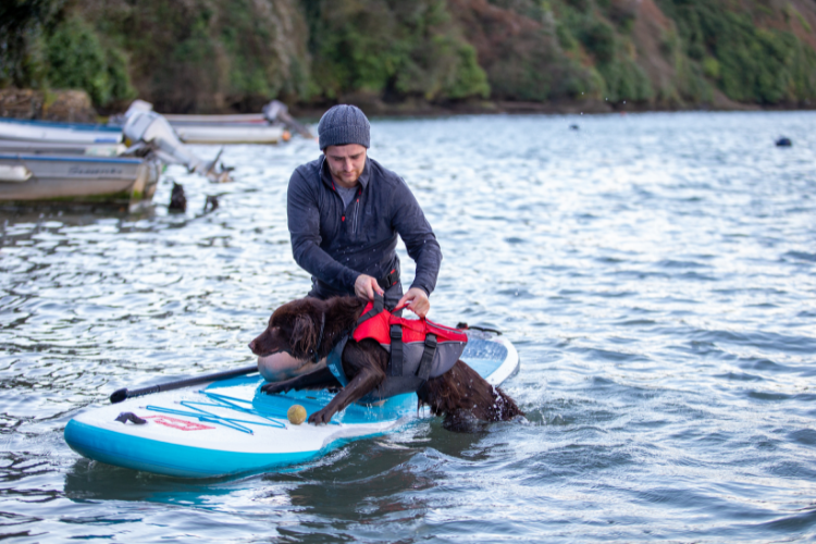 red paddle dog buoyancy aid