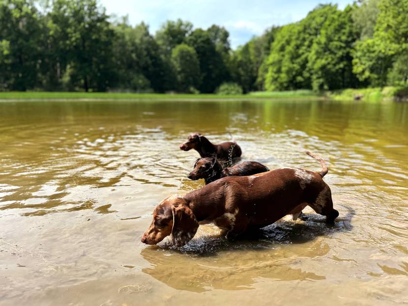 Hunde-planschen-im-See