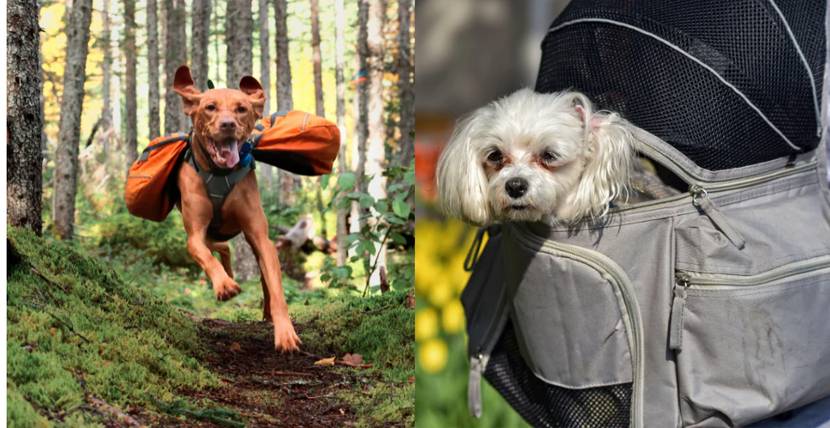 Hunde-mit-Hunderucksack