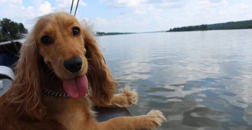 Hund-auf-einem-Boot