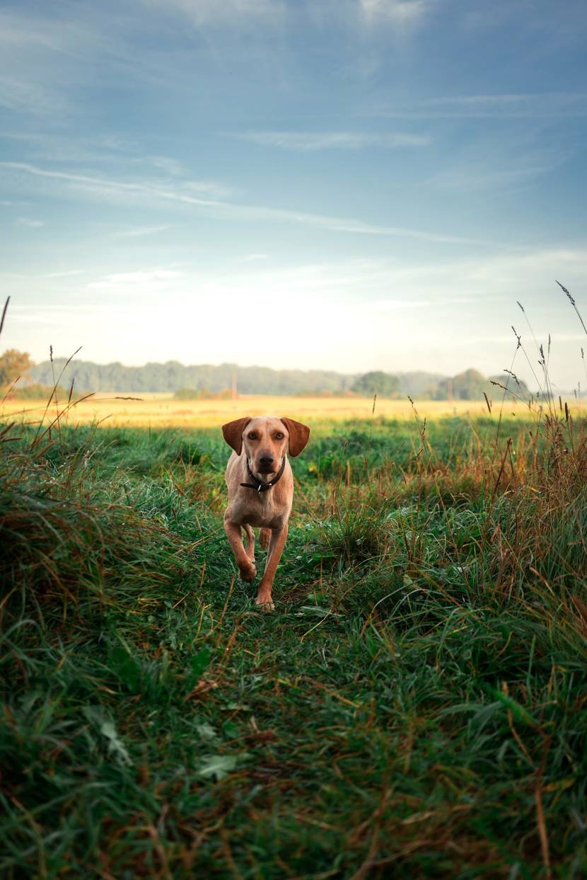 Hund-auf-einer-Wiese