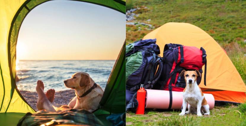 Camping-mit-Hund