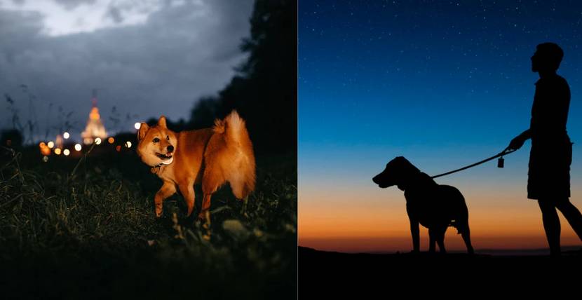 Nachtwanderung-mit-Hund