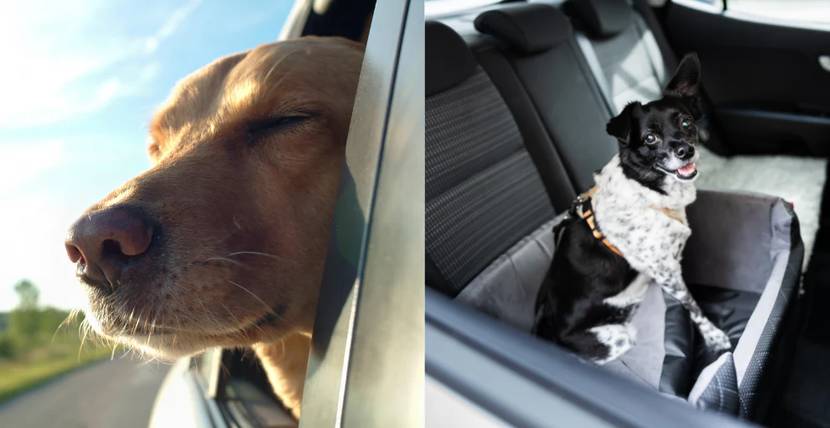 Roadtrip-mit-Hund
