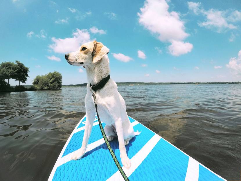3. Pfoten auf dem Wasser: Bootsfahrt oder SUP mit Hund