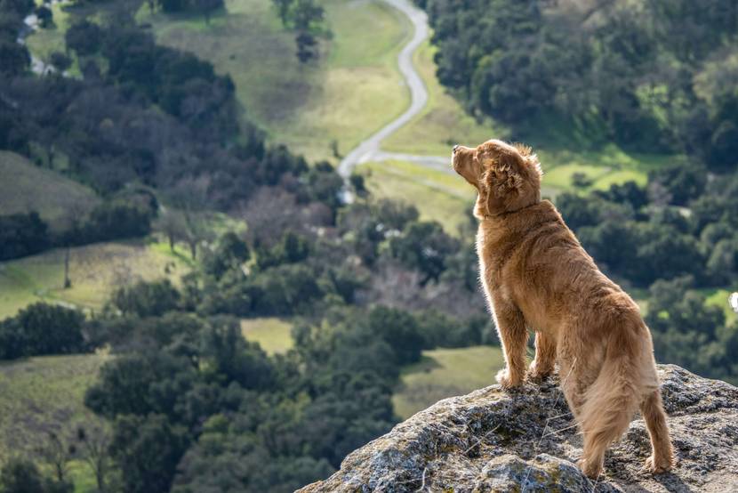 6. Hoch hinaus: Bergwandern mit Hund
